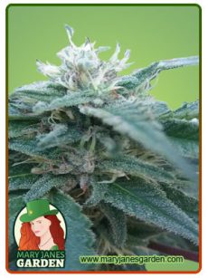 HEMLOCK AUTO 1