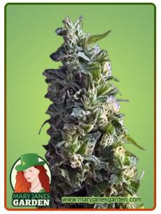 Lime Green Skunk Strain Feminized Marijuana Seeds