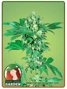 MAPLE LEAF FEM 1