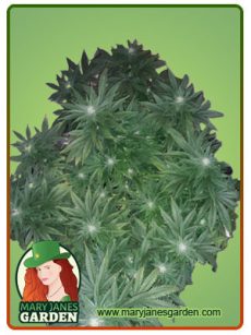 OG Banana Punch Feminized