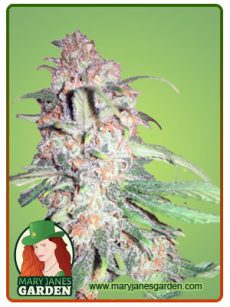 PAPAYA GLUE FEM