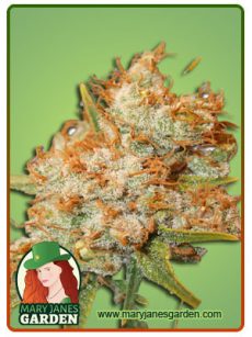 SOUR FLOWER AUTO