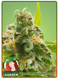 WATERMELON FEM 1