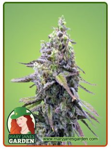 green apple pie fem