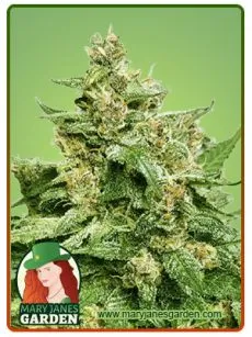 Alien Candy Autoflower Marijuana Seeds