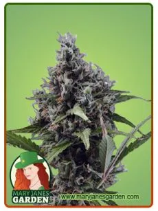 Aloha auto