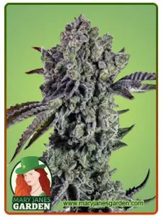 Animal Mint Autoflower Marijuana Seeds