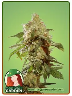 Auto CBDV