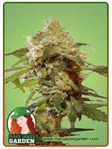 Auto CBDV Afghani