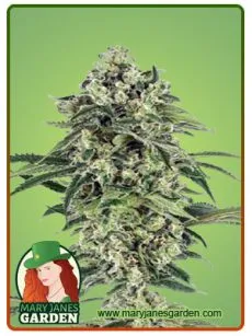 Banana Auto Marijuana