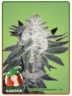 Black Gorilla fem