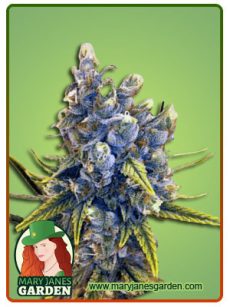 Blood Orange Kush