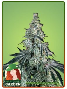 Bonkers Feminized