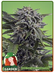 Bubba White Autoflowering Marijuana Seeds