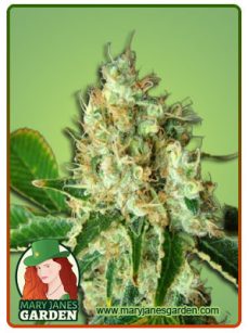 Bubbalicious Feminized