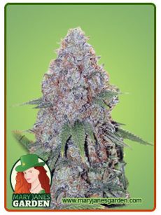 Candy Haze Feminized