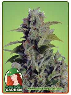 Cherry Kush Autoflower Marijuana Seeds