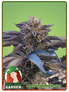 Chocolate Gelato fem