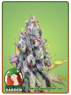 Cookie Crumble fem