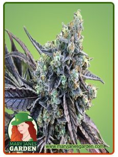 Cookie Dog Autoflower Marijuana Seeds