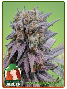Dragon Fruit Feminized Marijuana Seeds