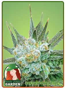 Dwarf King Feminized Marijuana Seeds