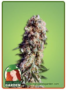 Electric Berry