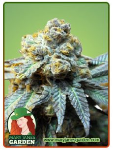 Elephant auto