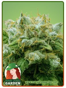 Frosted Zin Autoflower Marijuana Seeds