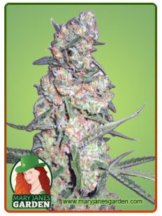Galaxy Autoflower Marijuana Seeds