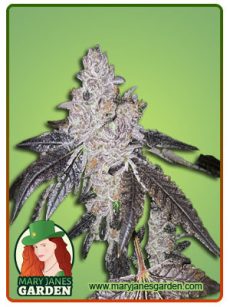 Gelato 48 fem
