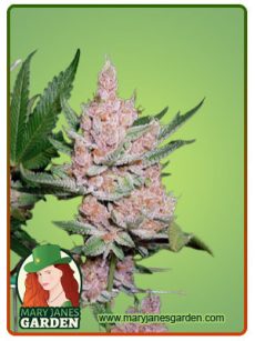 Glitter Glue fem 
