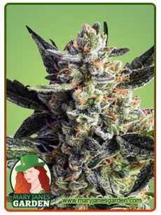 Gorilla Cake Autoflower Marijuana Seeds