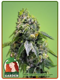 Gorilla Chip Feminized