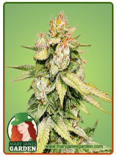 Gorilla Glue 48 Feminized Marijuana Seeds