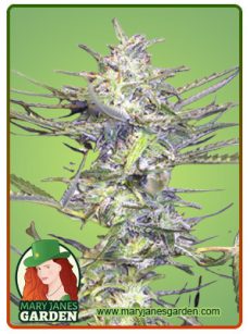 Grape Drink Autoflower Marijuana Seeds