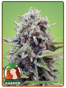 Gravity Autoflower Marijuana Seeds