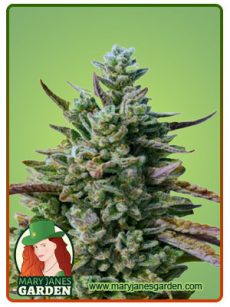 Guava Kush Fem