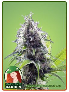 Hawaiian Fire Auto Marijuana Seeds