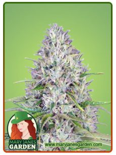 Haze Autoflowering