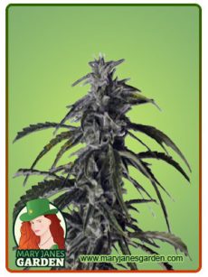 Hippie Crippler Autoflowering