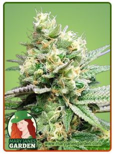 Jilly Bean Regular Marijuana Seeds