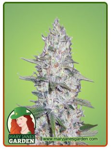 Kali Girl Autoflowering