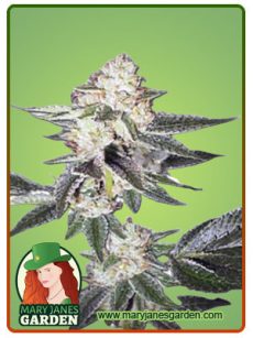 King Louis XIII