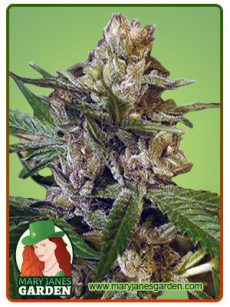 Leprechron Feminized Marijuana Seeds