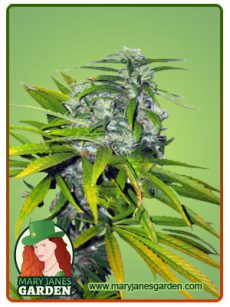 Mango haze