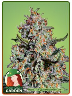 Northern Mango Autoflower Marijuana Seeds