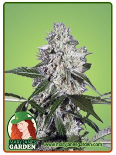 Northern Wreck Auto