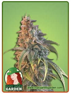 Nuken fem