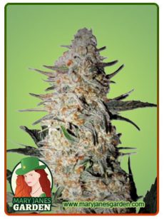 OG Punch Fem